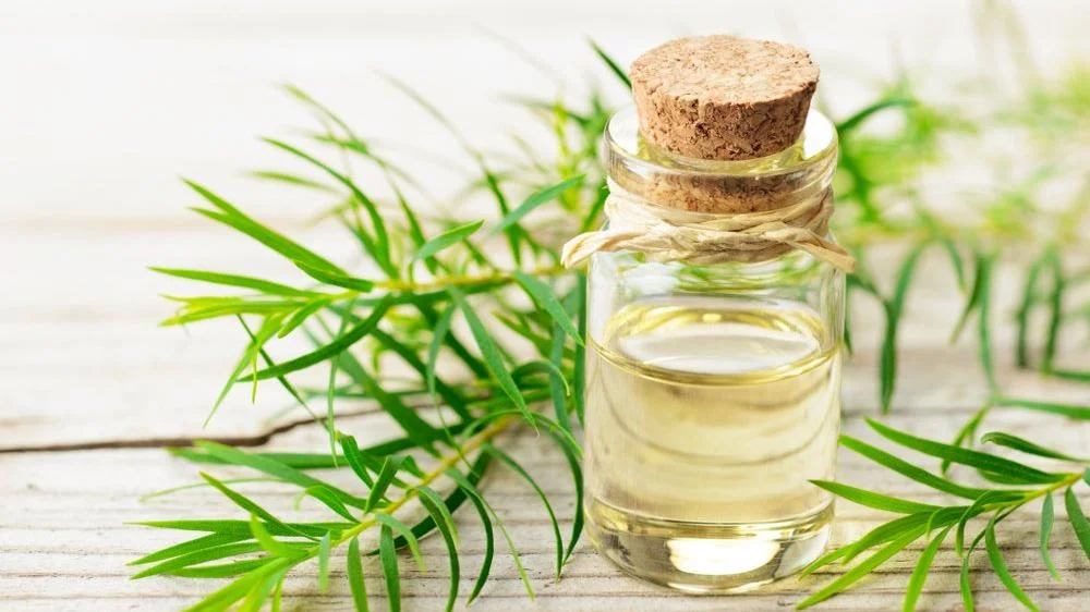 Çay Ağacı Yağının Cilde ve Saça Faydaları