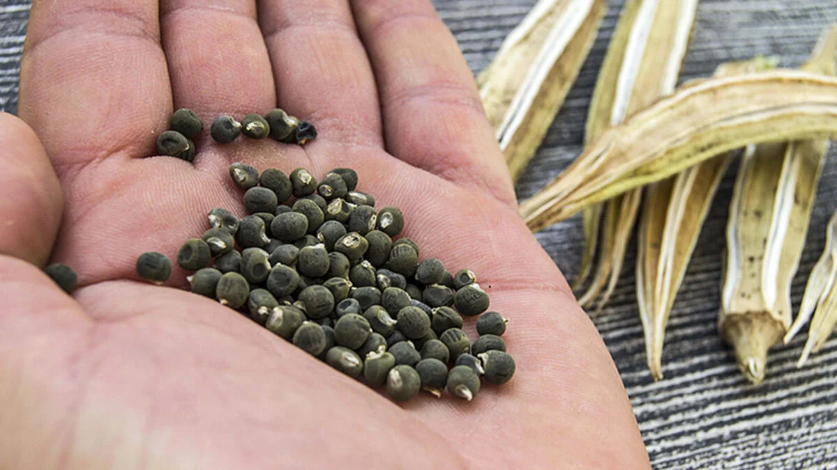 Bamya Tohumunun Faydaları ve Zararları