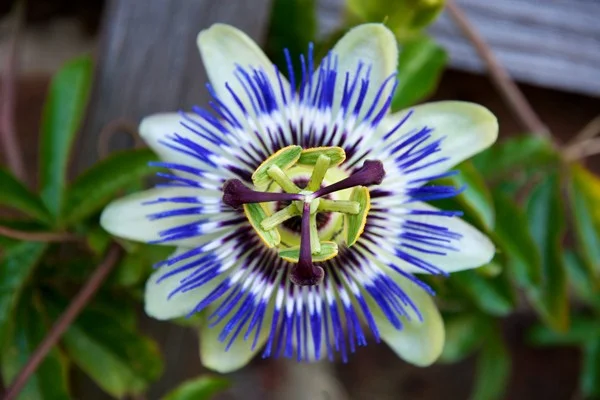 Çarkıfelek Tohumu Yağının (Maracuja) Faydaları