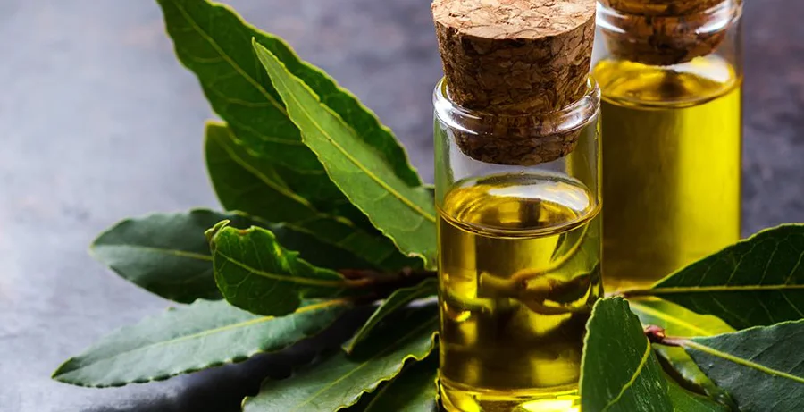 Defne Yağının Yüze, Cilde, Saça Faydaları ve Zararları