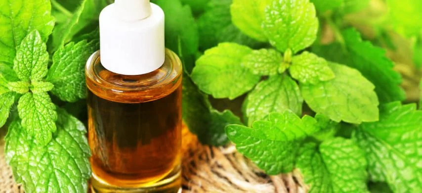 Melisa Yağının Faydaları ve Zararları