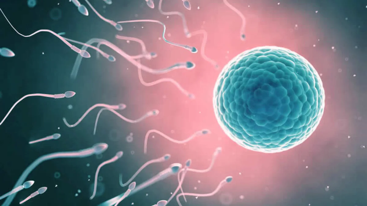 Sperm Düşüklüğü ve Sperm Şekil Bozukluğuna Karşı Kür